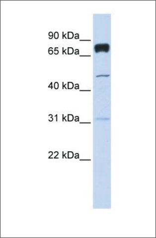 Anti-PLEKHA4 (ab2) antibody produced in rabbit