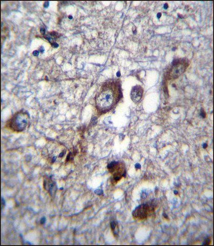 ANTI-PLEKHH1 (C-TERM) antibody produced in rabbit