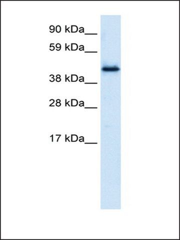 Anti-PLRG1 antibody produced in rabbit