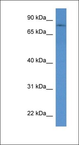 Anti-POMGNT1 antibody produced in rabbit