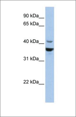 Anti-NEUROD1 antibody produced in rabbit