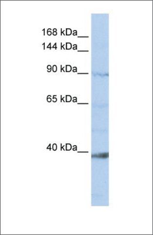 Anti-NCKAP1L (ab2) antibody produced in rabbit