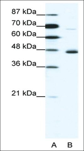 Anti-NEUROD1 antibody produced in rabbit