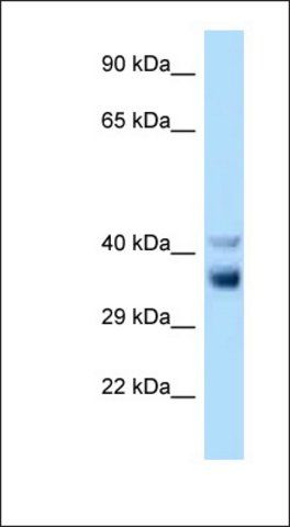 Anti-NEK7 antibody produced in rabbit