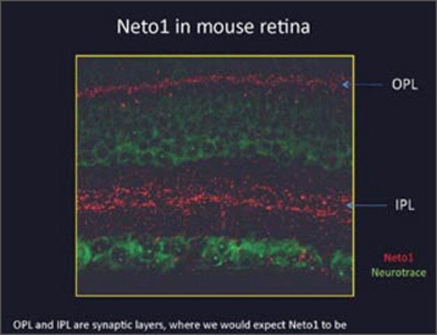 Anti-NETO1 antibody produced in rabbit