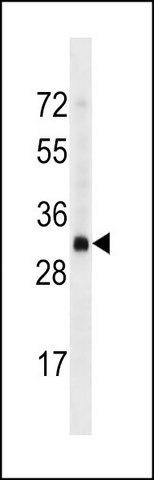 ANTI-OR4D2 (C-TERM) antibody produced in rabbit