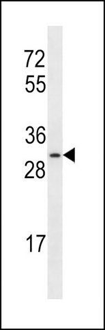 ANTI-OR4C12 (C-TERM) antibody produced in rabbit