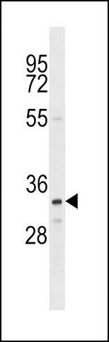ANTI-OR4D11 (C-TERM) antibody produced in rabbit