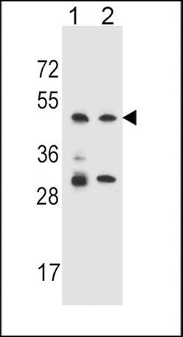 ANTI-OR4P4 (C-TERM) antibody produced in rabbit