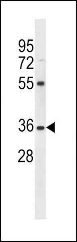 ANTI-OR5AN1 (C-TERM) antibody produced in rabbit