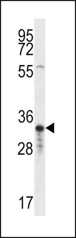 ANTI-OR4F5 (N-TERM) antibody produced in rabbit