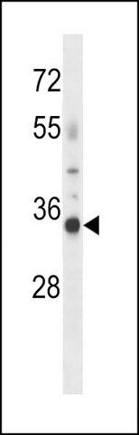 ANTI-OR4K13 (N-TERM) antibody produced in rabbit