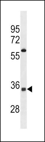 ANTI-OR52A5 (C-TERM) antibody produced in rabbit