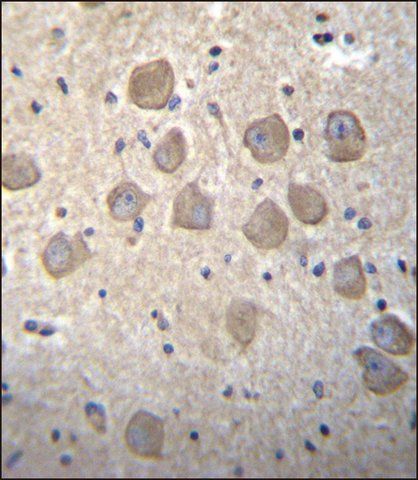 ANTI-OR4K2 (C-TERM) antibody produced in rabbit