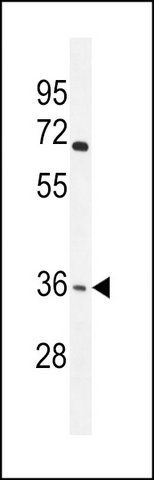 ANTI-OR4F15 (N-TERM) antibody produced in rabbit