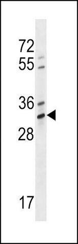 ANTI-OR4K1 (N-TERM) antibody produced in rabbit