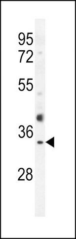 ANTI-OR51I1 (C-TERM) antibody produced in rabbit