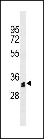 ANTI-OR51M1 (N-TERM) antibody produced in rabbit