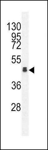 ANTI-OR4N4 (N-TERM) antibody produced in rabbit