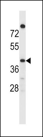 ANTI-OR4C16 (C-TERM) antibody produced in rabbit