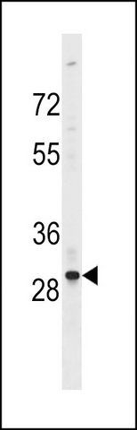 ANTI-OR4F17 (N-TERM) antibody produced in rabbit