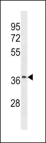 ANTI-OR52J3 (C-TERM) antibody produced in rabbit