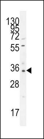 ANTI-OR52I2 (C-TERM) antibody produced in rabbit