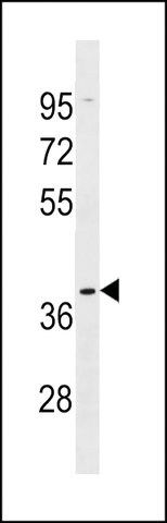 ANTI-OR5AK2(C-TERMINAL) antibody produced in rabbit
