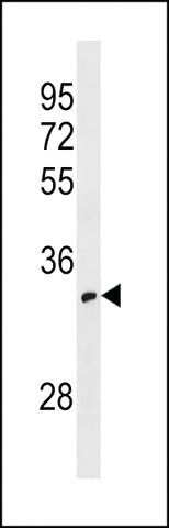ANTI-OR52I1(C-TERMINAL) antibody produced in rabbit