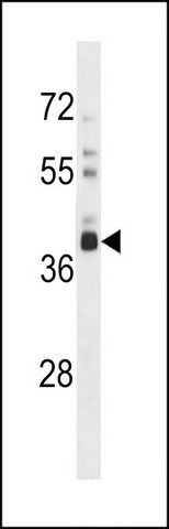 ANTI-OR52L1 (C-TERM) antibody produced in rabbit