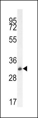 ANTI-OR4K5 (C-TERM) antibody produced in rabbit