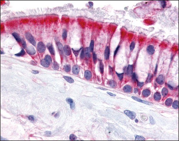 Anti-OR6N1 antibody produced in rabbit