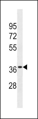 ANTI-OR6K3 (N-TERM) antibody produced in rabbit