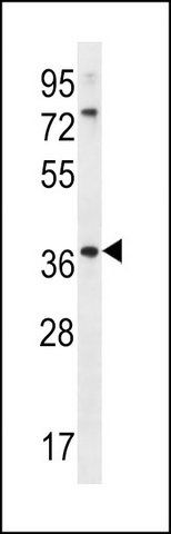 ANTI-OR6X1 (C-TERM) antibody produced in rabbit