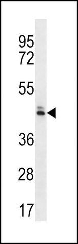 ANTI-OR52N5 (C-TERM) antibody produced in rabbit