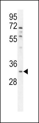 ANTI-OR5B12 (C-TERM) antibody produced in rabbit