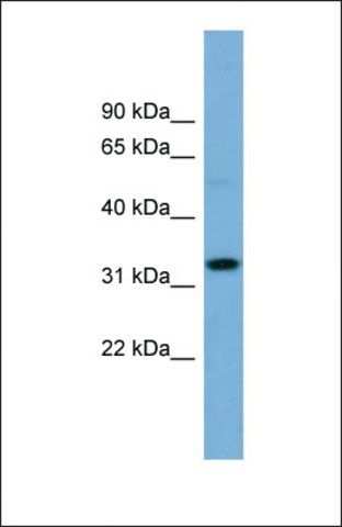 Anti-OR6C68, (N-terminal) antibody produced in rabbit