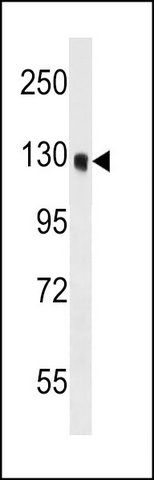 ANTI-OSBPL6 (C-TERM) antibody produced in rabbit