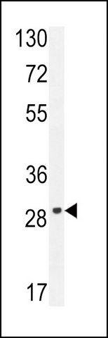 ANTI-OR9Q1 (C-TERM) antibody produced in rabbit