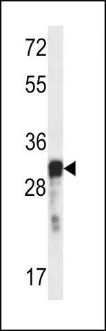 ANTI-OR5D13 (CENTER) antibody produced in rabbit