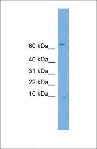 Anti-OTOS, (N-terminal) antibody produced in rabbit
