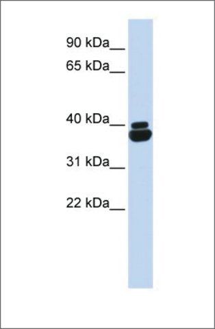 Anti-OTP antibody produced in rabbit