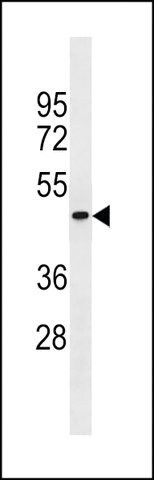 ANTI-PGLYRP4 (CENTER) antibody produced in rabbit