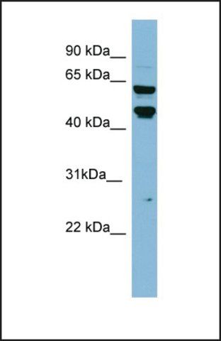 Anti-PH-4 antibody produced in rabbit