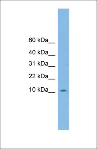 Anti-PHF5A antibody produced in rabbit