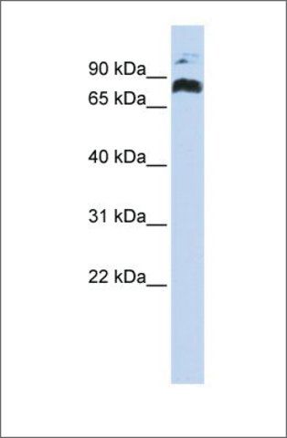 Anti-PHF21A antibody produced in rabbit