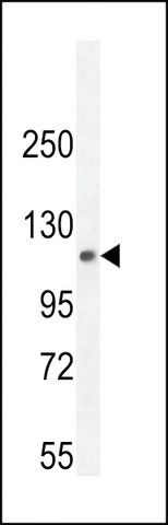 ANTI-PHF12(C-TERMINAL) antibody produced in rabbit