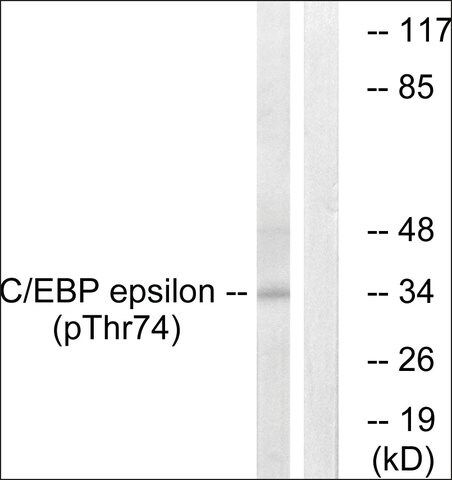 Anti-phospho-C/EBP-ε (pThr<sup>74</sup>) antibody produced in rabbit