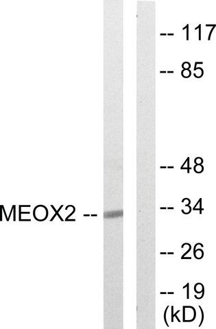 Anti-MEOX2 antibody produced in rabbit