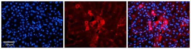 Anti-METTL5, (N-terminal) antibody produced in rabbit